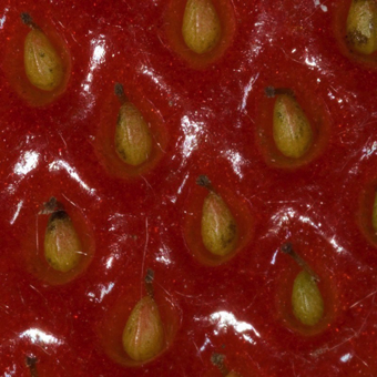 Achene - a single seeded, indehiscent fruit from one pistil; the tiny pistils on a strawberry mature into little achenes.